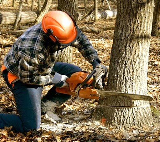 Tree Removal in Ermine, KY